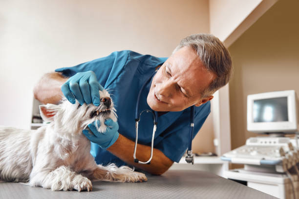 Best Walk-In Emergency Dental Services in South Charleston, WV